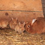 Кролик Новозеландская красная с крольчатами